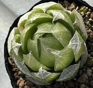 ハオルチア　Haworthia lockwoodii Floriskraal Dam