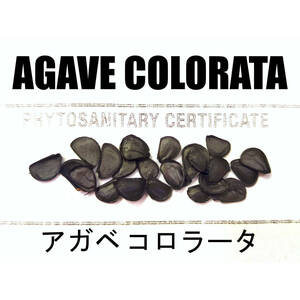 1月入荷 10粒+ アガベ コロラータ 種子 種子 colorata
