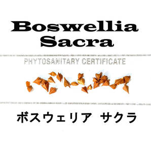 1月入荷 5粒 Boswellia sacra ボスウェリア サクラ 種子 種の画像1