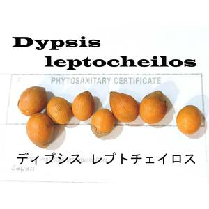 1月入荷 10粒+ ディプシス レプトチェイロス テディベアパーム 種子 種