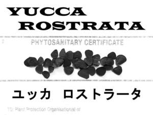 【鮮度抜群】10月入荷 20粒+ ユッカ ロストラータ 種 種子 植物検疫証明書あり