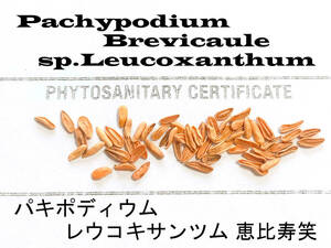 10月入荷 10粒+ パキポディウム ブレビカウレ 恵比寿笑 種子 種 証明書