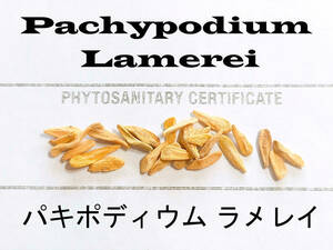 10月入荷 50粒+ パキポディウム ラメリー ラメレイ 種子 種 証明書