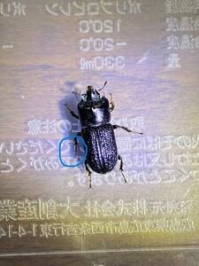 43中国雲南省産 ウンナンイッカククワガタSinodendron yunnanense 訳あり品♂♀