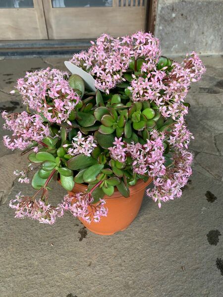 金の成る木 開花中 鉢ごと発送