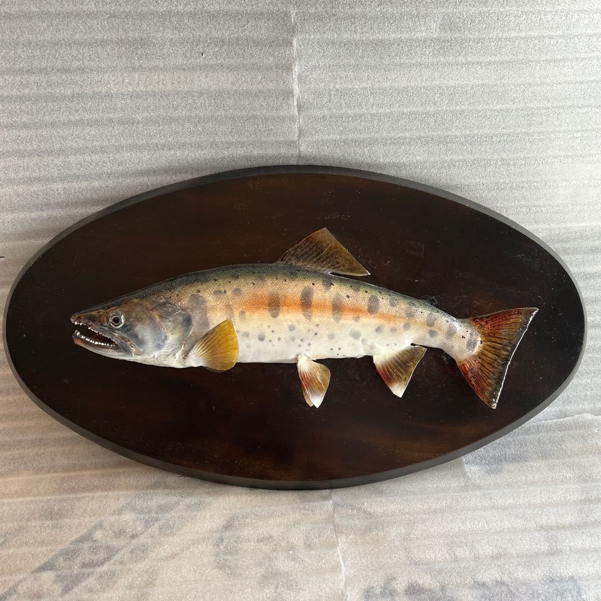 Yahoo!オークション - 岩魚 イワナ 剥製
