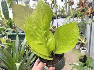 アンスリウム 'キング オブ キングス' Anthurium 'King of Kings'