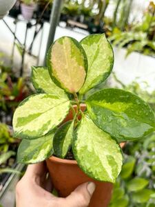 ホヤ・オーストラリス・テヌイペス・リサ　Hoya australis ssp. tenuipes 'Lisa'