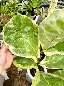 斑入り　フィカス・リラータ・イヴォンヌ　Ficus lyrata Ivonne