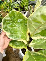 斑入り　フィカス・リラータ・イヴォンヌ　Ficus lyrata Ivonne_画像1