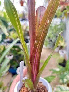 斑入り　ビルベルギア・ハレルヤ・バリエゲイテッド　Billbergia 'Hallelujah' variegated 