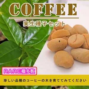 実生用　コーヒー種子セット　選べる2種類　計10粒　自宅で変わったコーヒーの木を育ててみよう！