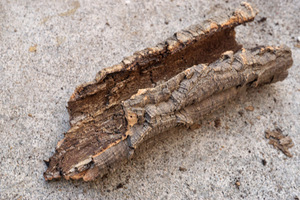  natural Portugal production bar Gin cork tube empty . type 30cm( control number :TP34) shell ta- reptiles amphibia layout 