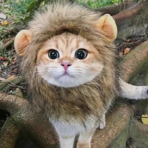 猫ちゃん用 ライオンのコスプレ　帽子