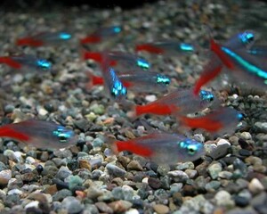 *iwoya* diamond neon Tetra 10 pcs set 