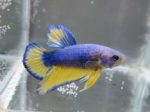 be tap la cut length 4 centimeter about show betta tropical fish 