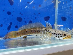 チャンナ　オルナティピンニス　イエローリップ　送料無料！　体長13センチほど　アナバス　スネークヘッド　熱帯魚
