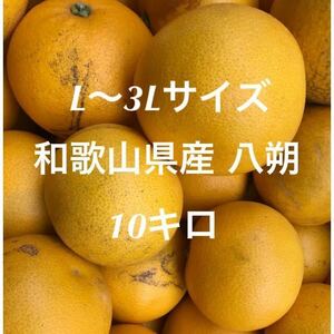 無農薬、ノーワックス★和歌山県産 八朔 L〜3Lサイズ 10kg 家庭用