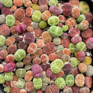 多肉植物 リトープス 色の組み合わせ 1年の苗 100苗 0.3-1cm