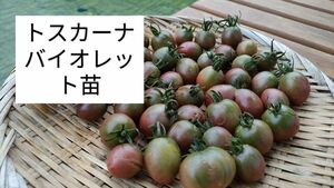 激レアミニトマトトスカーナバイオレット種子 20粒 野菜の種 トマトトスカーナ 