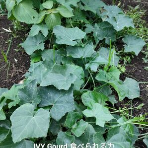 激レア IVYGourd種子20粒 固定種タムルン タイの野菜種 野菜カラスウリ Parwal Parval