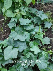 激レア IVYGourd種子20粒 固定種タムルン タイの野菜種 野菜カラスウリ Parwal Parval