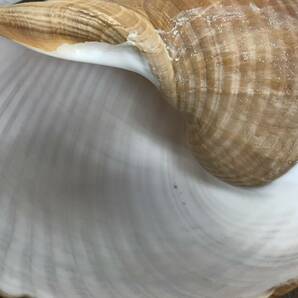 N217 貝殻 標本 貝 スジウズラガイ 約175㎜ オオミヤシロガイ 約190㎜ オオスジウズラガイ 約200㎜の画像6