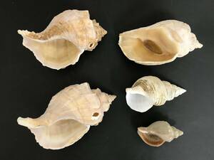 N235 貝殻 標本 貝 ヒレエゾボラ シライトマキバイ ヒメエゾボラ(≒チョウセンボラ) ミギマキタテゴトナシボラ 4種類 5個セット