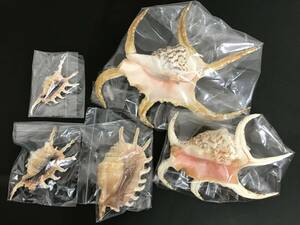 N228 貝殻 標本 貝 スイジガイ 約245㎜ ムカデソデガイ 約140㎜ フシデサソリガイ 約132㎜ 5個セット