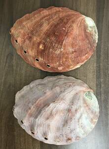 N220 貝殻 標本 アカネアワビ 貝 約202㎜ 2個セット