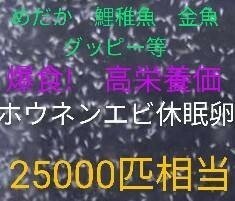 送料無料!　めだか爆食！高栄養価　ホウネンエビ　休眠乾燥卵　約25000匹相当　取説付　グッピー　金魚熱帯魚　ミジンコ　メダカ　針子餌