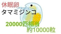 タマミジンコ20000匹相当　ホウネンエビ25000匹相当　休眠乾燥卵　最強活き餌飼育セット取説付　　めだかグッピー送料無料　熱帯金魚餌 _画像2