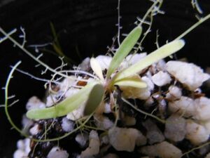 Utricularia longifolia ウトリキュラリア　ロンギフォリア　ミミカキグサ　食虫植物