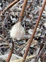 ☆オオカマキリの卵 枝付き5個　天然採取　茨城県産　カマキリ☆定形外郵便全国一律200円_画像1