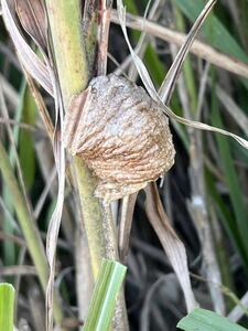 ☆オオカマキリの卵 5個　天然採取　茨城県産　カマキリ☆定形外郵便全国一律120円