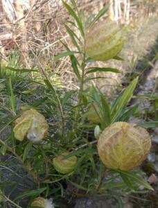 フウセントウワタ種　100粒