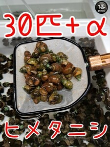 【倭めだか】 ヒメタニシ 30匹+α 天然採取 淡水 たにし コケ取り 貝 水質浄化 苔取り めだか 水槽 掃除 長生き ネコポス便