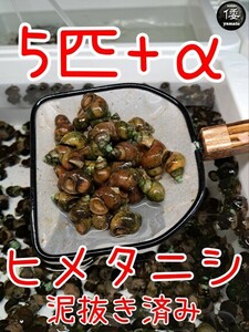 【倭めだか】 ヒメタニシ 5匹+α 天然採取 淡水 たにし コケ取り 貝 水質浄化 苔取り めだか 水槽 掃除 長生き 