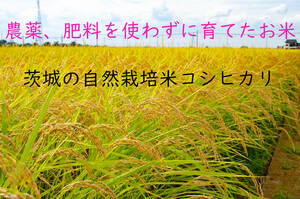 ＜こんな時代だからこそ自然栽培米＞令和5年度 茨城県産 コシヒカリ 玄米30㎏ 無農薬 無肥料 農家直送 