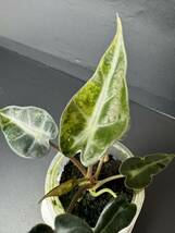 1 アロカシア バンビーノ 斑入りAlocasia Bambino Aurea Variegated 組織培養 順化済_画像2