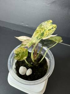 7 アロカシア バンビーノ 斑入りAlocasia Bambino Aurea Variegated 組織培養 順化済