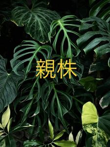 L7 モンステラ バールマルクスフレーム （ディラセラータ）Monstera Burle Marx's Flame Monstera sp.dilacerata 組織培養苗　順化済