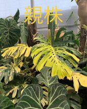 M12 モンステラデリシオーサ イエローマリリン Monstera Deliciosa Yellow Marilyn 組織培養苗　順化済_画像1