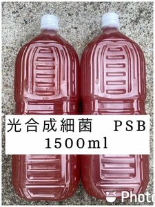 限定値下げ　PSB 光合成細菌 1500ml 自家培養