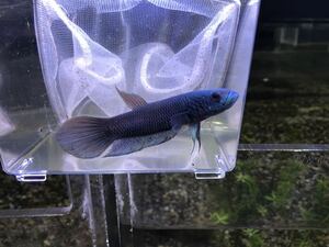  great special price! Indonesia direct import flight WILD betta sp Anne tuta8-10cm 1 pair 