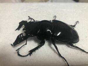 新成虫　タランドゥスオオツヤクワガタ　♂85mm ♀54mm ♀54mmトリオ