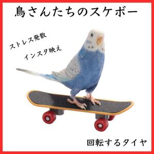 ミニ　スケボー　鳥　インコ　玩具　指スケ　トイ　バード　小鳥