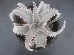 ●Dyckia marnier-lapostollei (DML-24) 'Pink Spine' ●ディッキア/ピンクスピンKA09