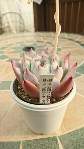 多肉植物 臼田リンゼアナXcolorata,Tapalpa ぼの交配 ぼのぼの多肉植物 臼田リンゼアナXタパルパ