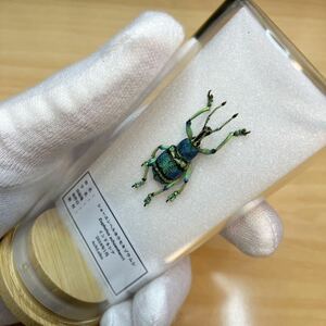 【昆虫標本】ホウセキゾウムシ　ガラスケース入り